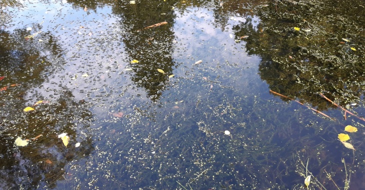 Jak zmiany klimatu i metale śladowe wpływają na makrohydrofity? Jak zmiany klimatu i metale śladowe wpływają na makrohydrofity?