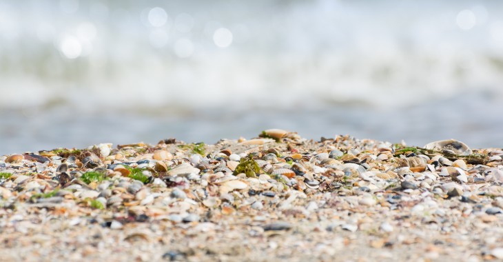 Małże pierwszymi testerami jakości wody w głogowskich wodociągach Małże pierwszymi testerami jakości wody w głogowskich wodociągach