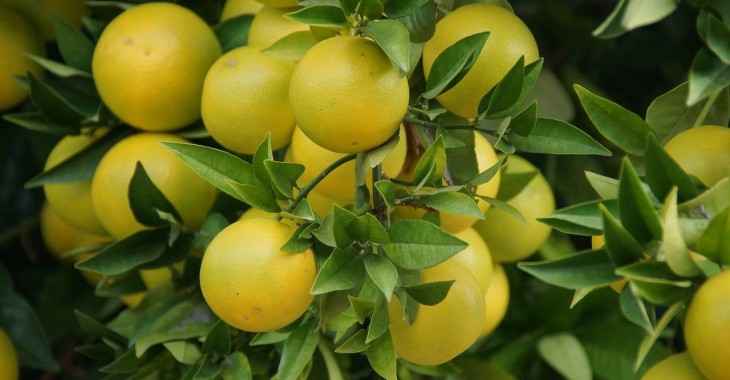 Mandarynki i grejpfruty można uprawiać w oczyszczonej ze ścieków wodzie Mandarynki i grejpfruty można uprawiać w oczyszczonej ze ścieków wodzie