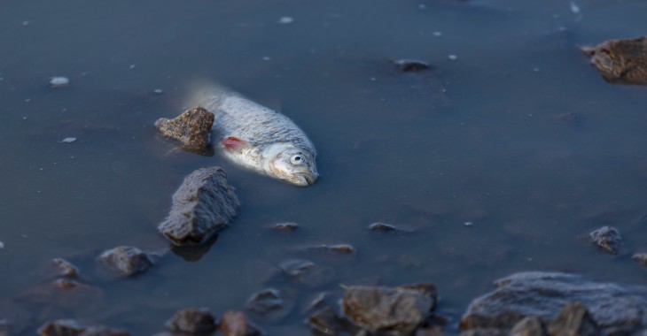 Złote algi nieszkodliwe dla człowieka Złote algi nieszkodliwe dla człowieka
